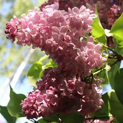 Сирень МЕДОВЫЙ СПАС  Сирень МЕДОВЫЙ СПАС в Ижевске