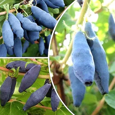 Комплект СЛАДКИЕ ХИТЫ в Ижевске