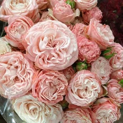 Саженцы роз МАДАМ БОМБАСТИК спрей  Саженцы роз МАДАМ БОМБАСТИК спрей в Ижевске