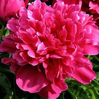 Пион ВИКТУАР ДЕ ЛА МАРН травянистый  Пион ВИКТУАР ДЕ ЛА МАРН травянистый в Ижевске