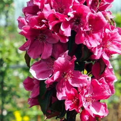 Яблоня МАЛИНОВОЕ ОЖЕРЕЛЬЕ колонновидная  Яблоня МАЛИНОВОЕ ОЖЕРЕЛЬЕ колонновидная в Ижевске