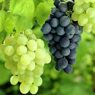 Столовый в Ижевске