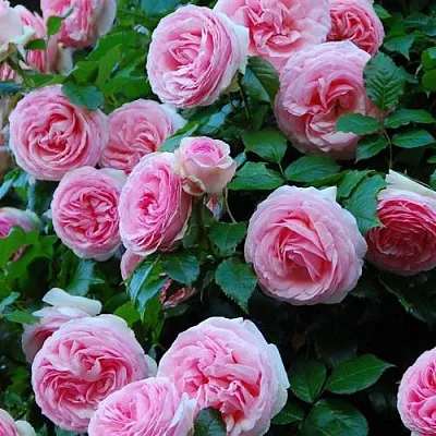 Саженцы роз ПЬЕР ДЕ РОНСАР плетистая  Саженцы роз ПЬЕР ДЕ РОНСАР плетистая в Ижевске