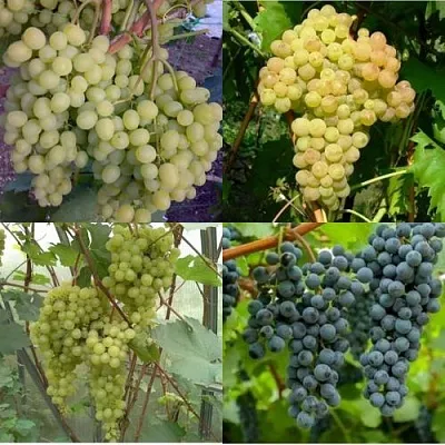 Комплект ВИНОГРАДНАЯ РАДУГА в Ижевске