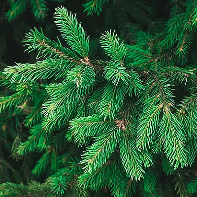 Ель в Ижевске