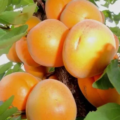 Абрикос ДЕСЕРТНЫЙ — описание сорта Абрикос ДЕСЕРТНЫЙ в Ижевске