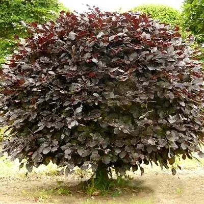 Бук лесной АТРОПУНИЦЕА  Бук лесной АТРОПУНИЦЕА в Ижевске