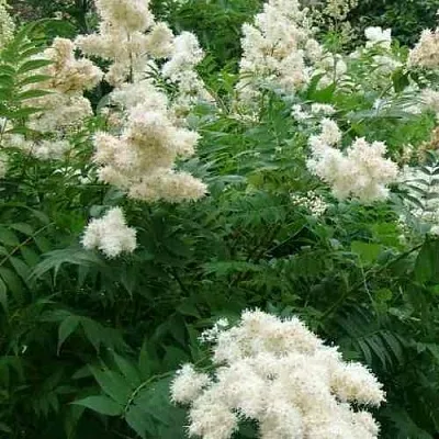 Рябинник рябинолистный  Рябинник рябинолистный в Ижевске