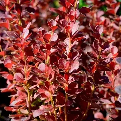 Барбарис ВУЛКАНО тунберга в Ижевске