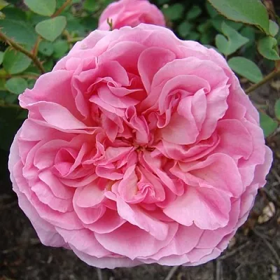 Саженцы роз ХАЙДИ ХОЛЛ английская  Саженцы роз ХАЙДИ ХОЛЛ английская в Ижевске