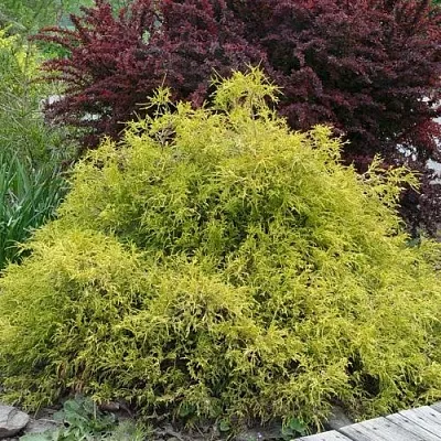 Кипарисовик ГОЛДЕН МОП горохоплодный в Ижевске