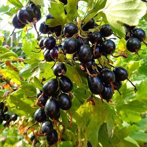 Смородина золотистая ОВАЛЬНАЯ в Ижевске
