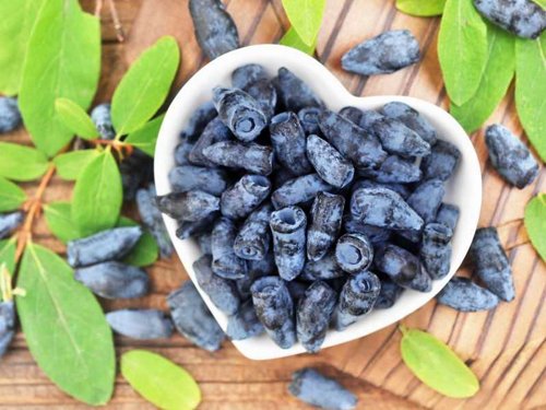 Топ сортов жимолости для вашего сада: гид по выбору и уходу