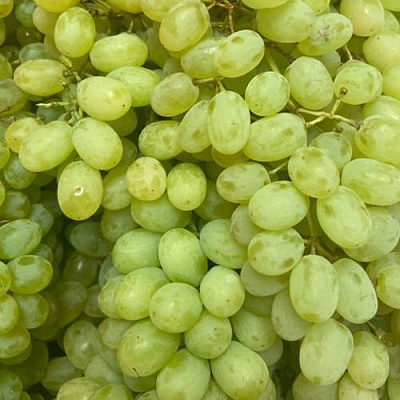 Зеленый в Ижевске