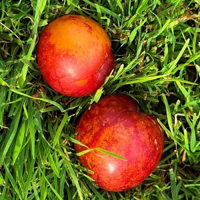 Шарафуга НЕКТАРИННАЯ в Ижевске