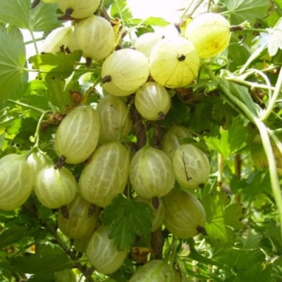 Крыжовник ИНВИКТА в Ижевске