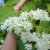 Сирень АМУРСКАЯ в Ижевске