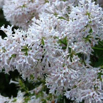 Сирень АГНЕС СМИТ в Ижевске