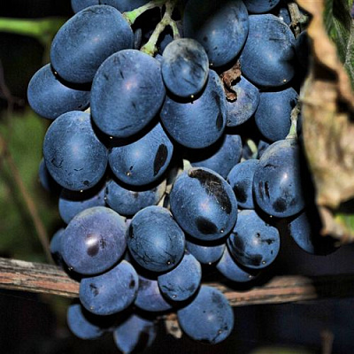 Синий в Ижевске