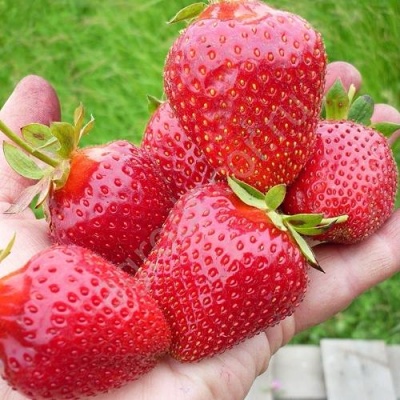 Клубника ЭЛИАНЕ в Ижевске