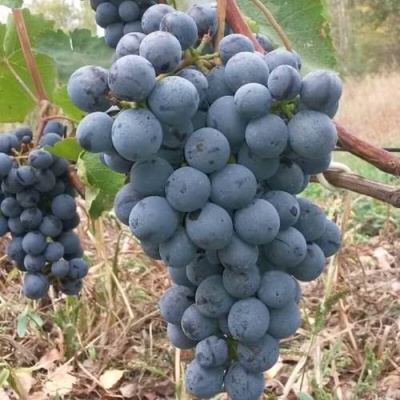 Виноград АГАТ ДОНСКОЙ в Ижевске