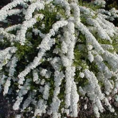 Спирея АРГУТА в Ижевске