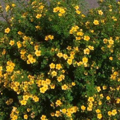 Лапчатка ЭЛИЗАБЕТ кустарниковая в Ижевске
