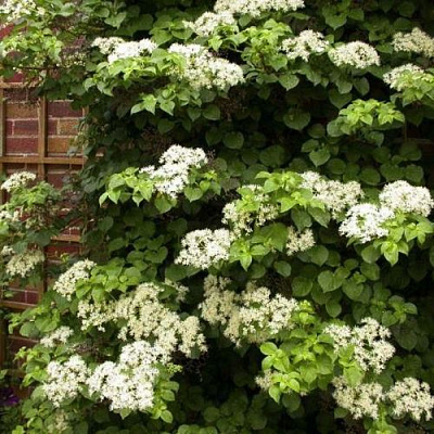 Черешковая в Ижевске