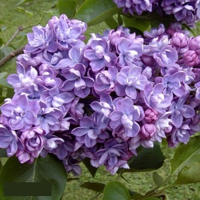 Сирень АМИ ШОТТ в Ижевске