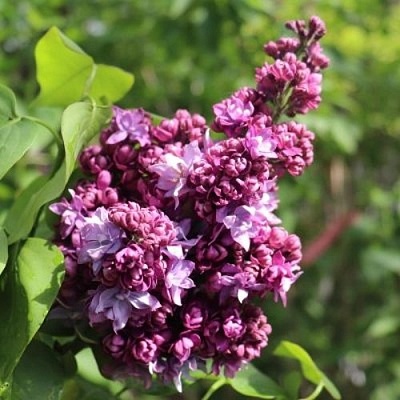 Сирень МАРШАЛ МАЛИНОВСКИЙ в Ижевске