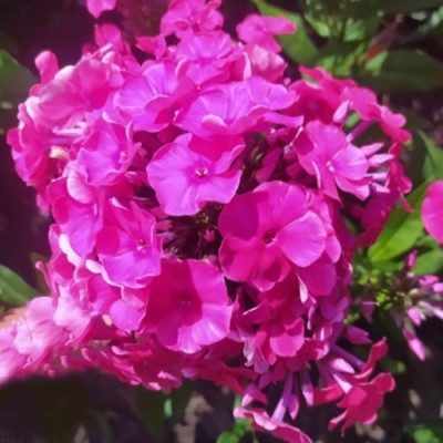 Флокс БАМБИНИ ДИЗАЙР метельчатый в Ижевске