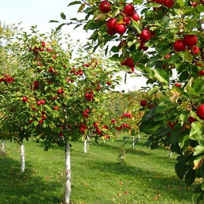 Плодовые деревья в Ижевске