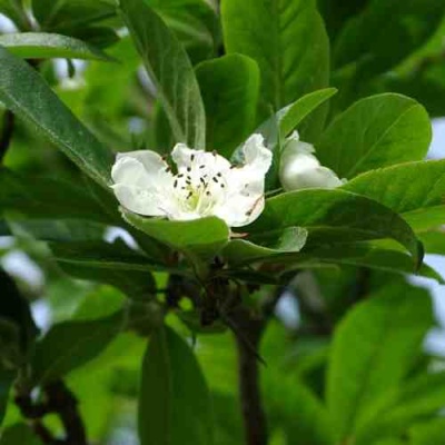 МУШМУЛА  в Ижевске