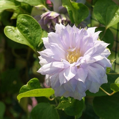 Клематис БЕЛЬ ОФ ВОРКИНГ в Ижевске