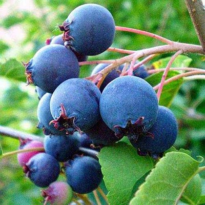 Ирга ПЕМБИНА в Ижевске