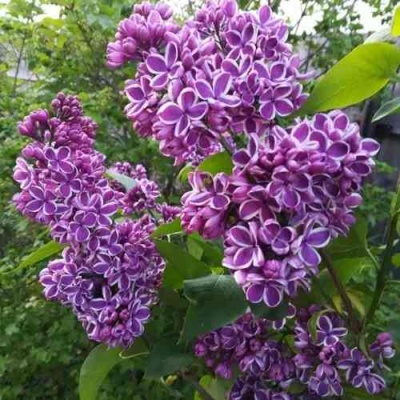 Сирень СЕНСАЦИЯ в Ижевске