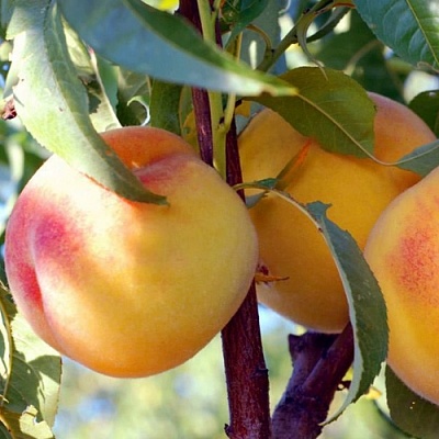 Персики в Ижевске