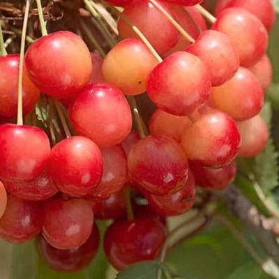 Черешня ЮЛИЯ в Ижевске
