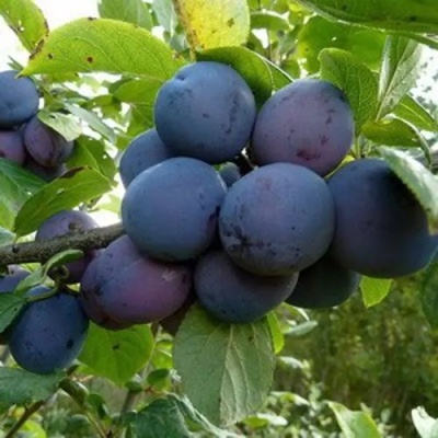 Слива КРОМАНЬ в Ижевске