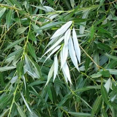 Ива ломкая  в Ижевске