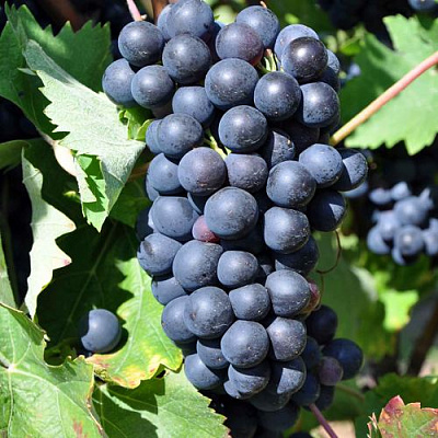 Круглый в Ижевске