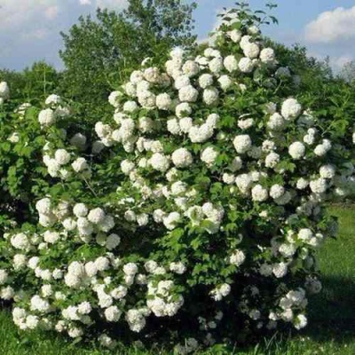 Калина БУЛЬДЕНЕЖ в Ижевске