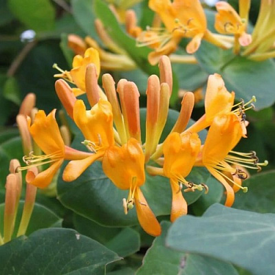 Жимолость ТЕЛЬМАНА в Ижевске