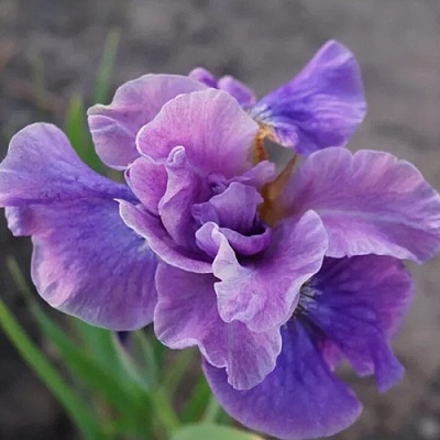 Ирис ХЭВИНГ ФАН сибирский в Ижевске