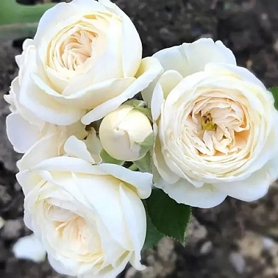 Роза АРТЕМИС шраб в Ижевске