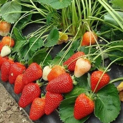 Клубника РОКСАНА в Ижевске