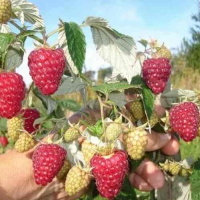 Малина ЖАР-ПТИЦА в Ижевске