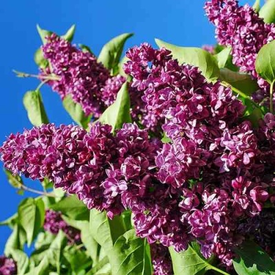 Сирень ЧАРЛЬЗ ДЖОЛИ в Ижевске