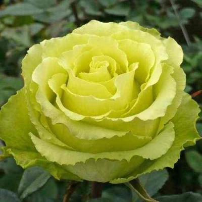Роза ЛИМБО (ДОЛЛАР) чайно-гибридная  в Ижевске