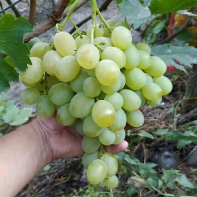 Виноград ВАНЮША в Ижевске